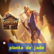 planta de jade significado espiritual